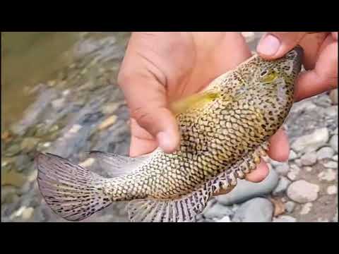 “Top 5 Peces de Río Más Deliciosos de República Dominicana 🐟🇩🇴”