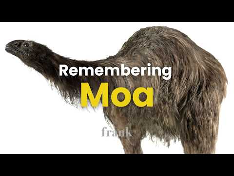 Remembering Moa: The wingless bird that once ruled New Zealand
