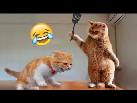 cat amazing 😍😍🤩🤩 ||#long  video #facts #funnyvideo #viral #trending #funny