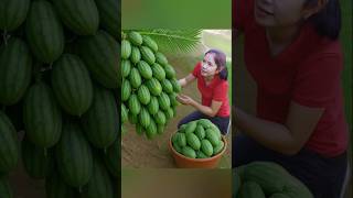 Download lagu Harvest wild watermelon and goes to market sale #bushcraft #forageharvest #tropicalfruit #food mp3 Download lagu Harvest wild watermelon and goes to market sale #bushcraft #forageharvest #tropicalfruit #food mp3