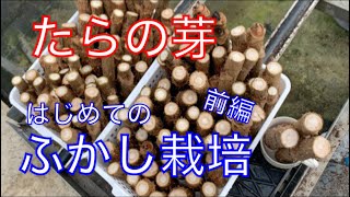 《山菜》たらの芽食べたいのでふかし栽培してみました！前編