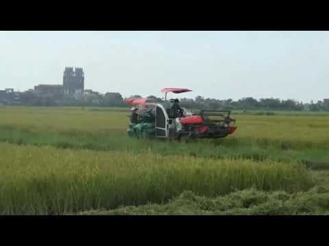 Thu hoạch tại cánh đồng Công ty cơ khí Đình Mộc