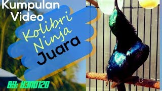 Download lagu Komplikasi video konin/kolibri ninja juara dan terbaik mp3