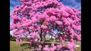 RANCHO DAS NAMORADAS - MARIA CREUZA