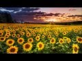 Henry Mancini - Sunflower/I Girasoli - Loss of love