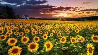 Henry Mancini - Sunflower/I Girasoli - Loss of love