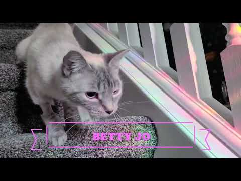 Betty Jo - Lynx Point Siamese - SPCR