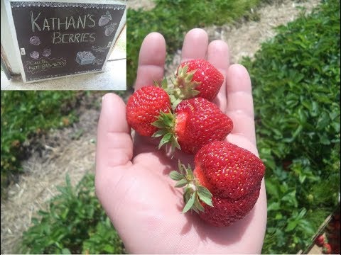 Kathan's Homestead Berries - La Crescent MN - Quick Review