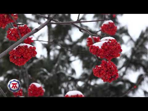 Автотепло - инструкция по применению