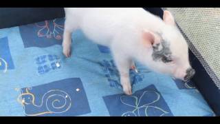 What Is a Teacup Pig? | Small Pets