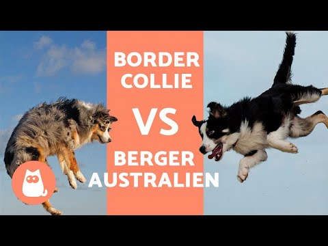 , title : 'Border Collie vs Berger Australien - LES DIFFÉRENCES'