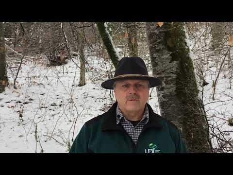 Baumartenpfad Leibertingen - ROTBUCHE