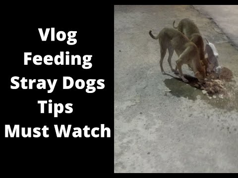 Feeding Stray Dogs  Tips & Tricks For Beginners | Vlog Must Watch Very Heart Touching Vlog