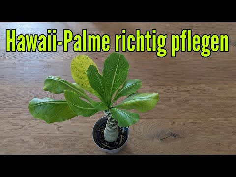 Hawaiian palm care: watering, fertilizing, location, repotting, pruning, propagation; volcano palm