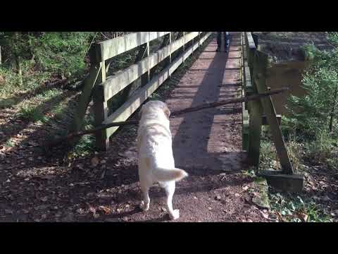 Big Dog with Big Stick Can't Cross the Small Bridge