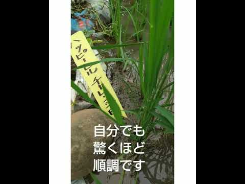 庭の地中海の低木ニワトコの耐霜性の素晴らしいシロップ