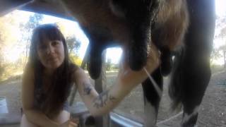 preview picture of video 'Comment traire une vache? / How to milk a cow?'