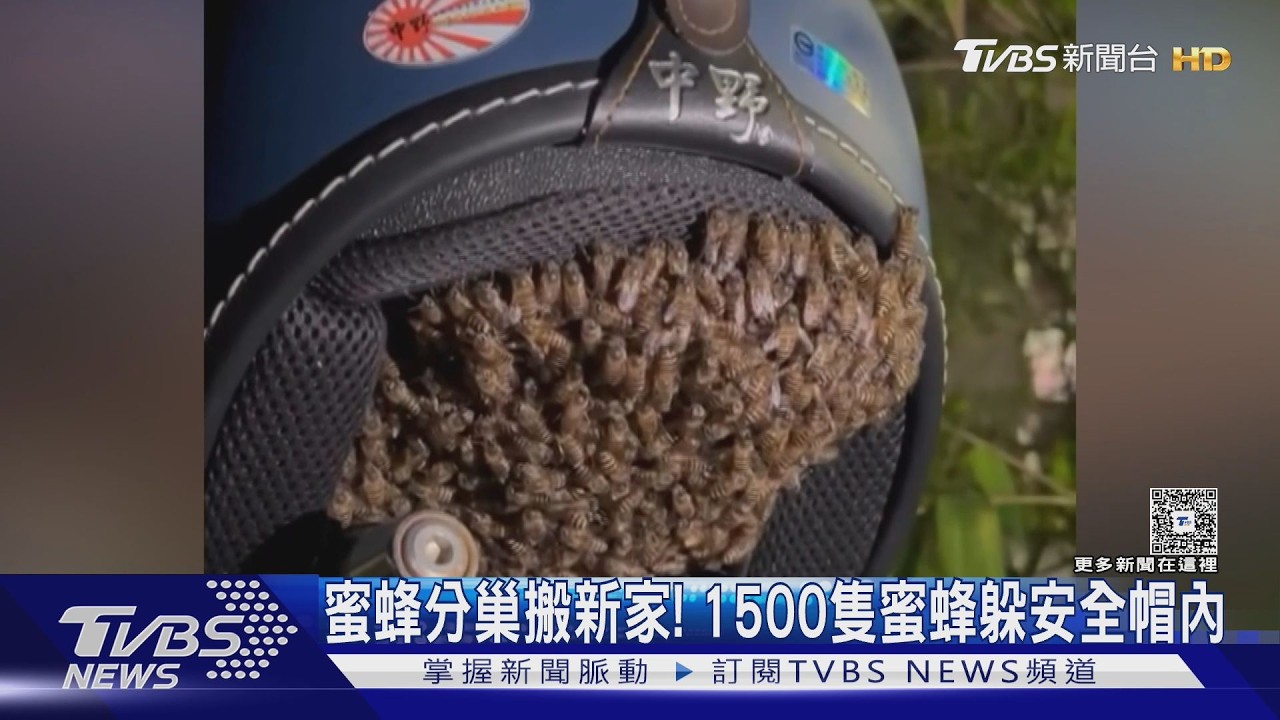 影音/密集恐懼! 1500隻蜜蜂「分巢」躲安全帽內 騎士遭螫傷
