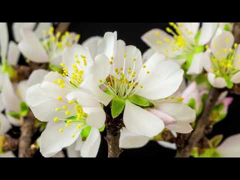 almond blossom timelapse