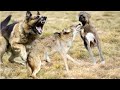German Shepherd saves its friend from a Coyote!!!