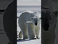 #JoeRogan : Unexplained Mystery of T34 Polar Bear #jre #bear