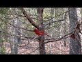 Got lucky to video this Cardinal so close