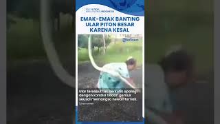 Viral Video Emak-emak di Madura Emosi hingga Banting Ular Piton Besar, Tak Terima Ayamnya Dimakan