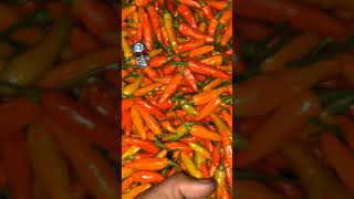 Download lagu pupuk yang bagus untuk menaikkan PH tanah mp3 Download lagu pupuk yang bagus untuk menaikkan PH tanah mp3