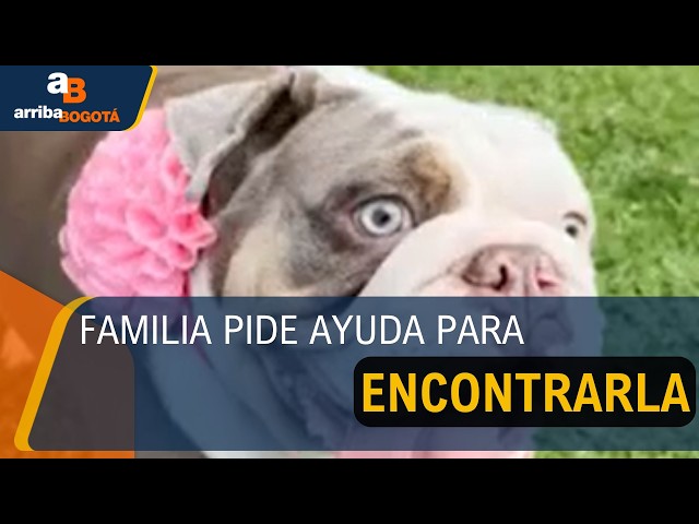 Buscan a Wanda: perrita desapareció tras quedar bajo el cuidado de una guardería