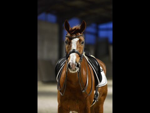 SOLD: FILANDER *2012 Hann Gelding by Floriscount, Prix St George