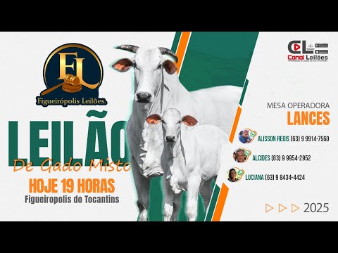 Canalleiloes.com | LEILÃO DE GADO MISTO FIGUEIRÓPOLIS LEILÕES -TO | 14/10/2025