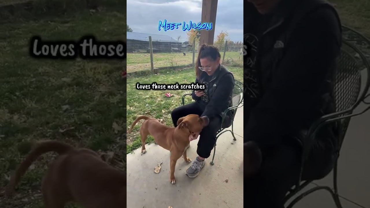 Enlarge Wilson, a Adoptable mixed breed in Plain City, OH video 6/6