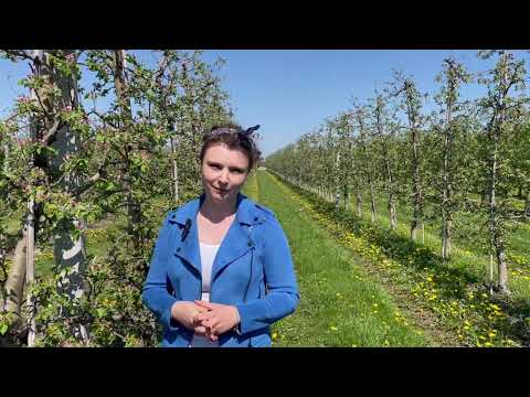 Mszyca w sadach i miodówka w gruszach czy trzeba zwalczać ?