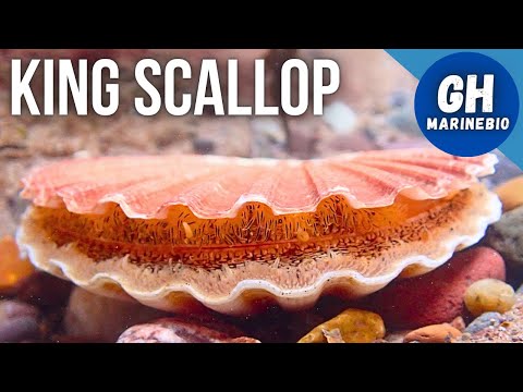 Species Spotlight - King scallop (Pecten maximus)