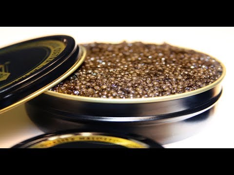 How to raise Russian caviar with aquaculture | Sci NC