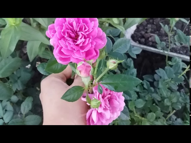 Роза Блю Бой - Шраб второе цветение