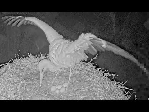 Baltie stārķi Tukuma novadā, 2021