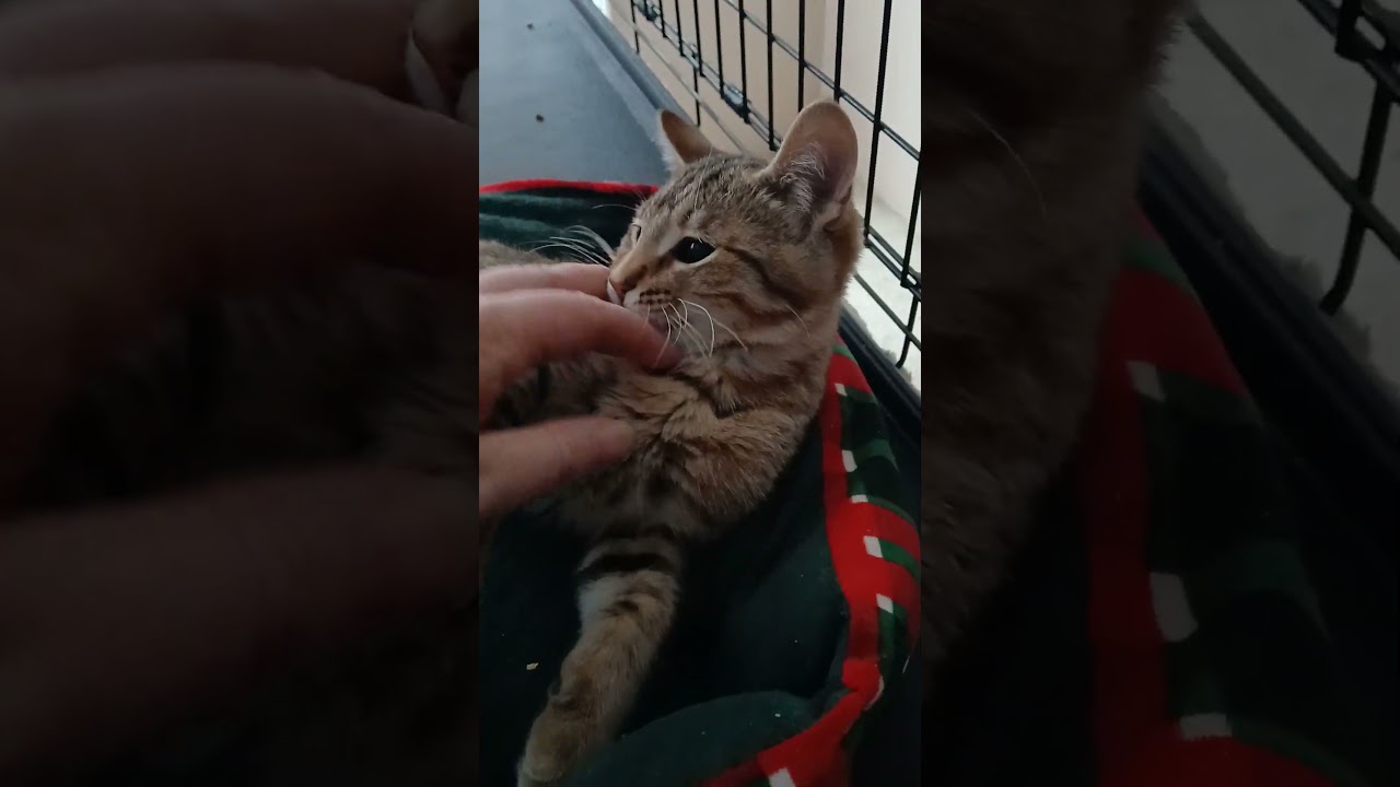 Enlarge Brown Boy (tabby/tiger), an adopted Domestic Short Hair in Farmington Hills, MI video 2/2