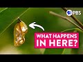 The Truth About Butterfly Metamorphosis It S VERY WEIRD