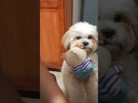 Sr Magnésio e seus brinquedos#filhotesdecachorro #shihtzu #ourilandiadonorte #srmagnesio