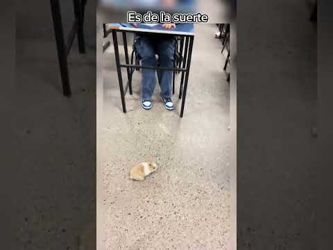 Conejo de la suerte. Créditos a yoxyoli