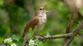 Download lagu Bird Sound Ringtone ।। Best Bird Ringtone mp3
