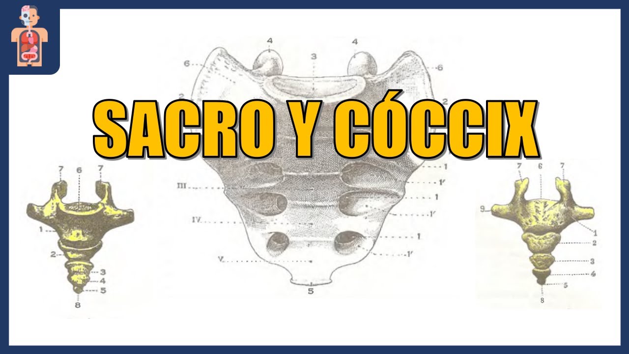ANATOMÍA - SACRO Y CÓCCIX (DETALLES ÓSEOS Y ARTICULACIÓN SACROCOCCÍGEA)