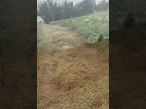 Finca en Venta en Zarcero Alajuela
