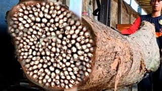 Download lagu mengejutkan! penemuan saat menebang kayu jati besar di tempat penggergajian kayu mp3