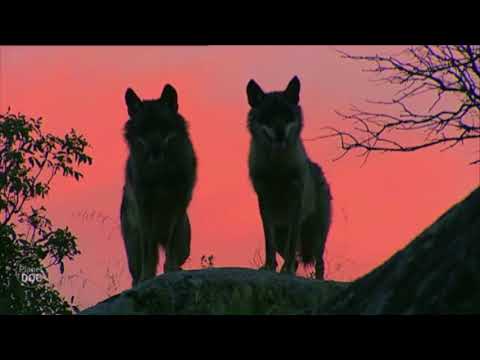 Barracano - Auuu (Prod. simoo)