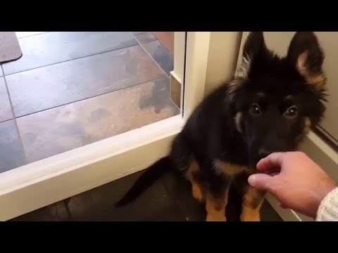 Eva hears her breeders voice first time since leaving the litter.