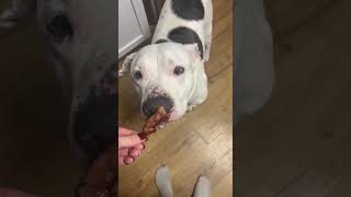 Video preview image #1 American Pit Bull Terrier-Unknown Mix Puppy For Sale in Germantown, OH, USA