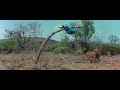The Gods Must Be Crazy 1984 Movie Funny Lion Scene