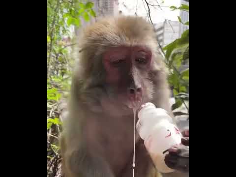 #ASMRMongkey #Cutebabymonkey  #Monkeyeating #FunnyMonkey / #DanceMonkey / #monkey  Ept198   #shorts